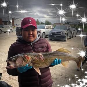 Meet your Posher, Trishina